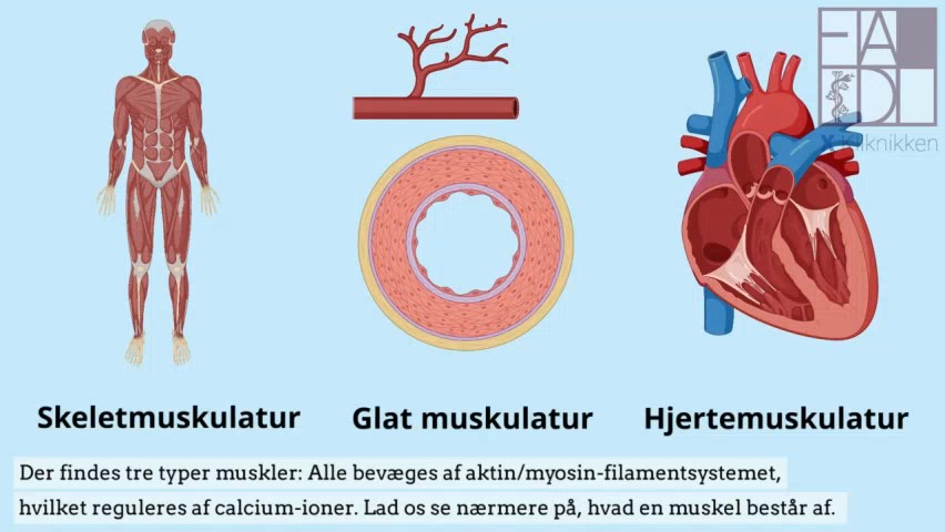 Video om biokemi: Muskelkontraktioner